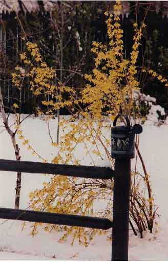 forsythia-south-ave