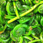 Fiddleheads just harvested