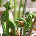 Fiddlehead, fiddlehead recipe, fiddlehead recipes, how to cook fiddleheads