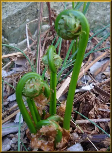 Another fiddlehead close up