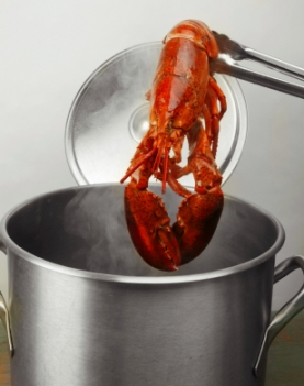 BoiledMaineLobster Boiled Maine Lobster being taken from the pot