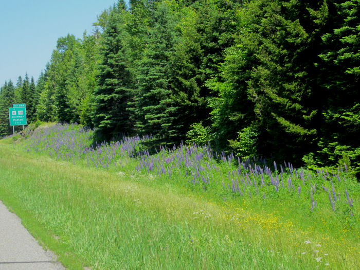 lupine roadside-opt I-85 south Lupine time