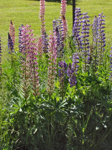 lupineclose2OPT Lynch Lupine 1