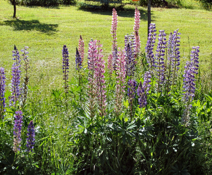 lupinecls4opt Lupine close up from Linda Lynch's front yard
