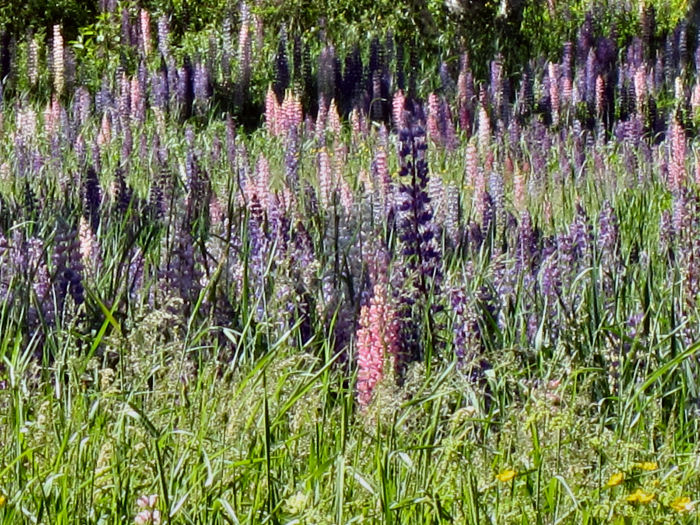 lupinecls5opt Wild Lupine field close up