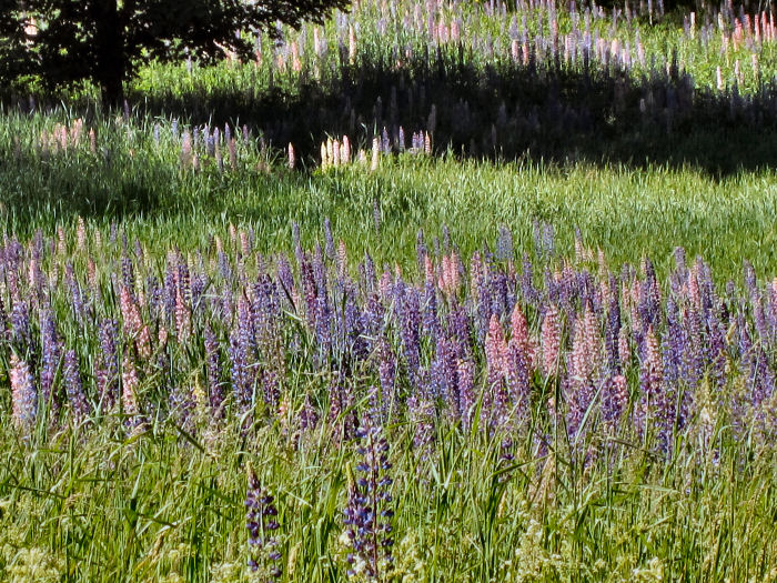 lupinefield1opt Lupine Field