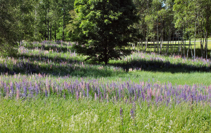 lupinefield2opt Lupine Field near Allison Perrrins House