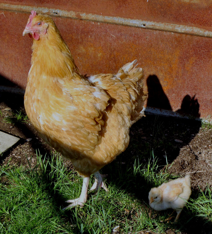 Igotmyeyeonyouopt Momma Buff Orpington and her baby chick