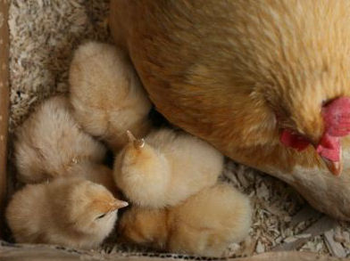 babys under mamaopt mama Buff orpington with chicks