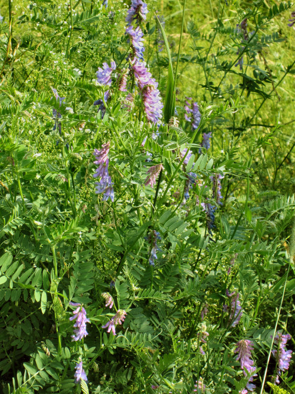 cow vetch close up Close up of purple cow vetch