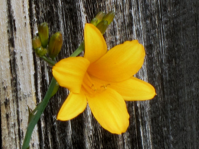 day lily closeup opt Yellow day lily blossom