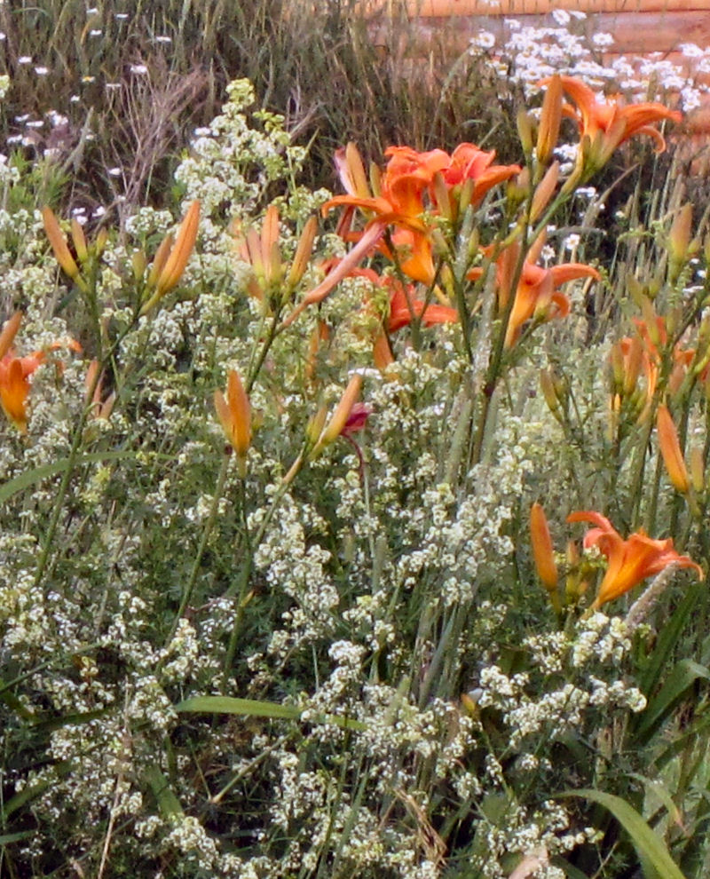 daylillies and madder1closeupopt orange day lilies and wild madder closeup