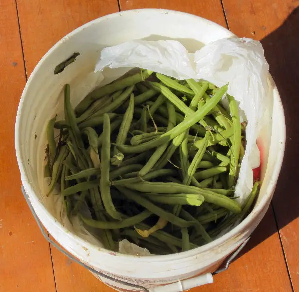 Bucket of fresh green beans just picked from the garden to be made into canned dilly beans