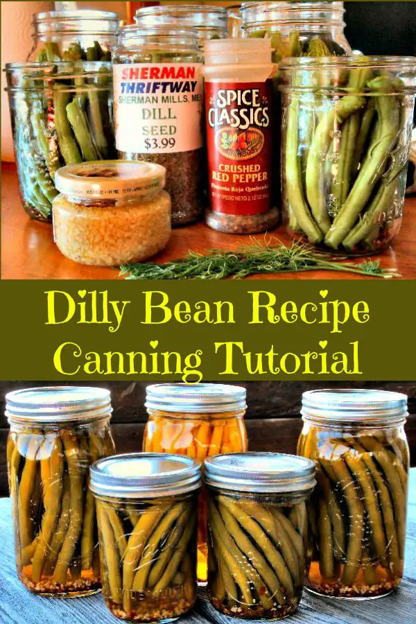 Ingrdients for making delicious dilly beans using our easy dilly bean recipe and following our step by step water bath canning tutorial.