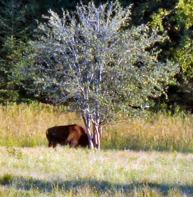 American buffalo bison 1 opt American Buffalo, bison, Aroostook County, Maine