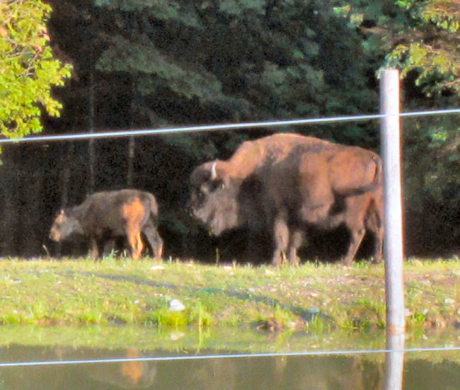 American buffalo and calf 3 opt American Buffalo Bison calf
