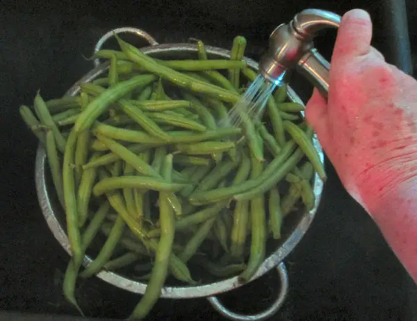 Washing green beans before canning as pickled dilly beans using our water bath canning tutorial