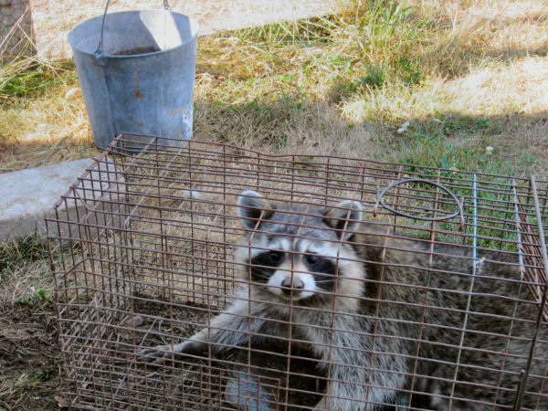 Cold Blooded predator! Raccoon, varmit, chickens, henhouse