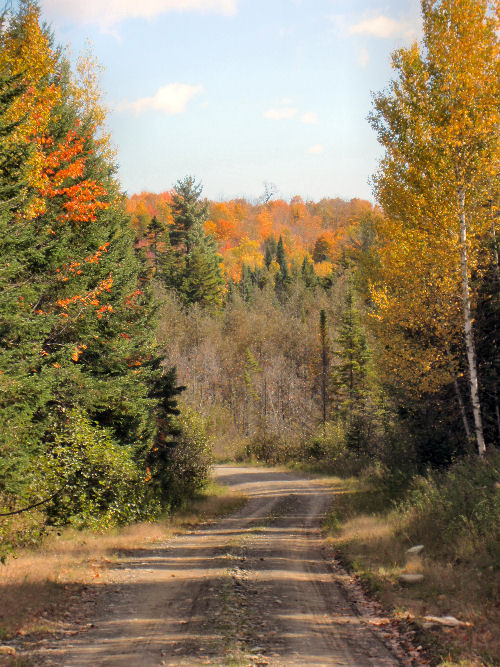 Autumn tote road 1 Autumn road, Maine Nothrwoods Road in the Fall, Ruffed Grouse Hunting