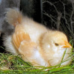 Baby Chick, Buff Orpington baby chicks
