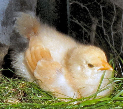 Yellow Buff Orpington chick opt Baby Chick, Buff Orpington baby chicks