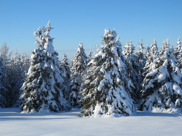 Sherman Maine, Mount Katahdin, Katahdin valley, winter spruce trees