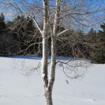 Poplar, blizzard of 2013, Mount Katahdin