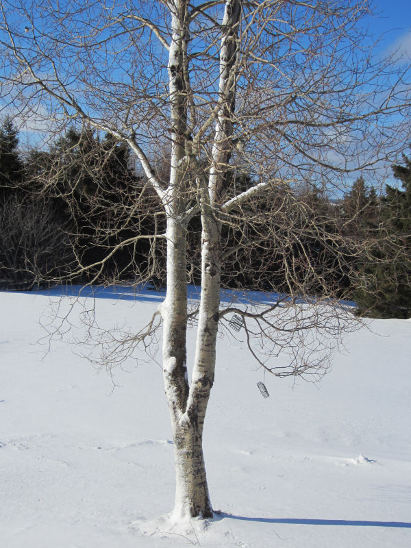 Poplar, blizzard of 2013, Mount Katahdin
