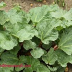 I grow my own in rhubarb to use in all my rhubarb recipes.