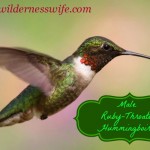 Male ruby-throated hummingbird checking out hummingbird food recipe