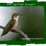 Female ruby-throated hummingbird