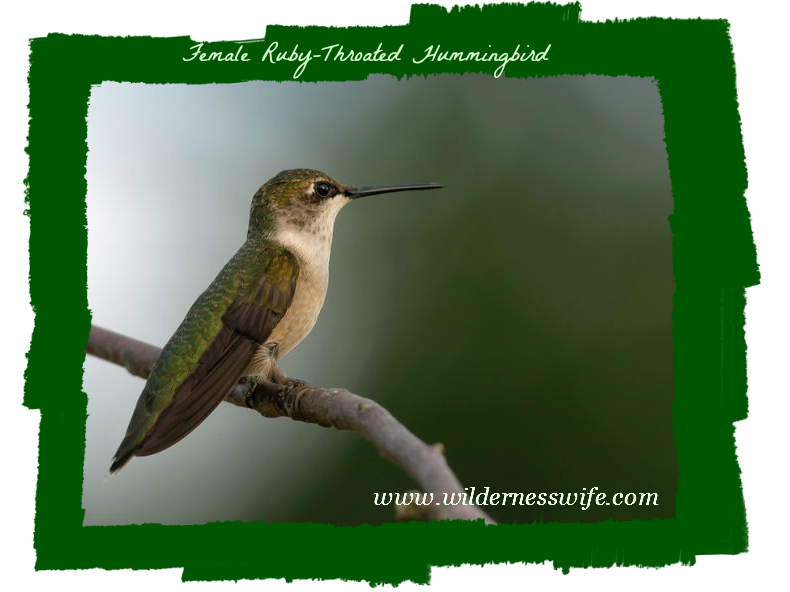 Female ruby-throated hummingbird