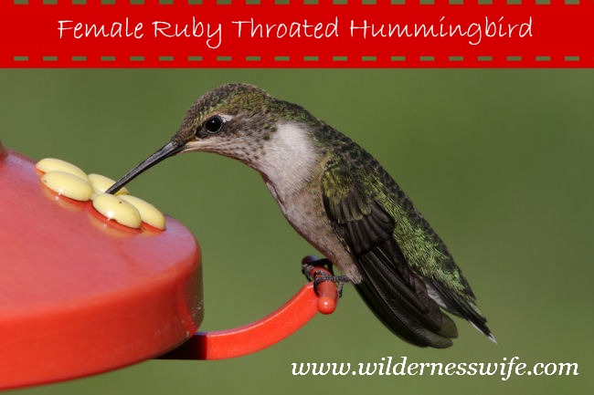 hummingbird food recipe the wilderness wife hummingbird food recipe the wilderness wife