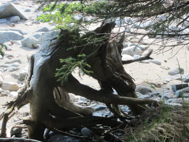 Maine Coast, Maine driftwood, beach combing in Maine
