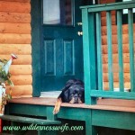 Dog, Rottweiler, log cabin, summer heat