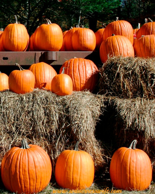 Pumpkins, pumpkin, pumpkin recipe, pumpkin recipes, pumpkin risotto recipe, slow cooker pumpkin recipes