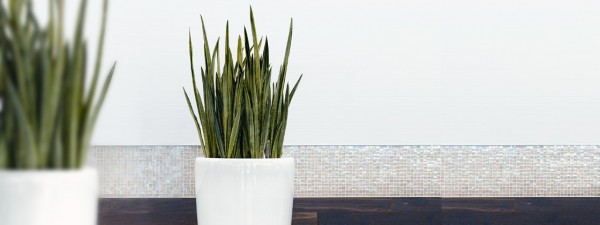 Plants have a beneficial and calming effect on thehome. They provide a calming and relaxing feature bringing nature into the home. In addition they help to purify the homes air increasing oxygen levels and removing pollutants from the air.