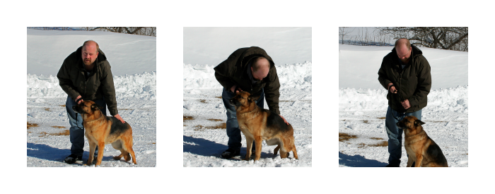 I raise and train beautiful German Shepherd dogs as mobility service dogs for the disabled.