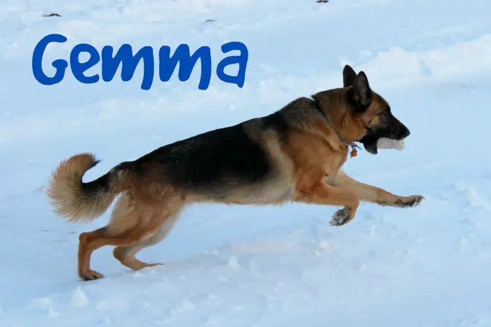 Purina Pro PLan, Pet Smart, German Shepherd Dog, #ProPlanSmart