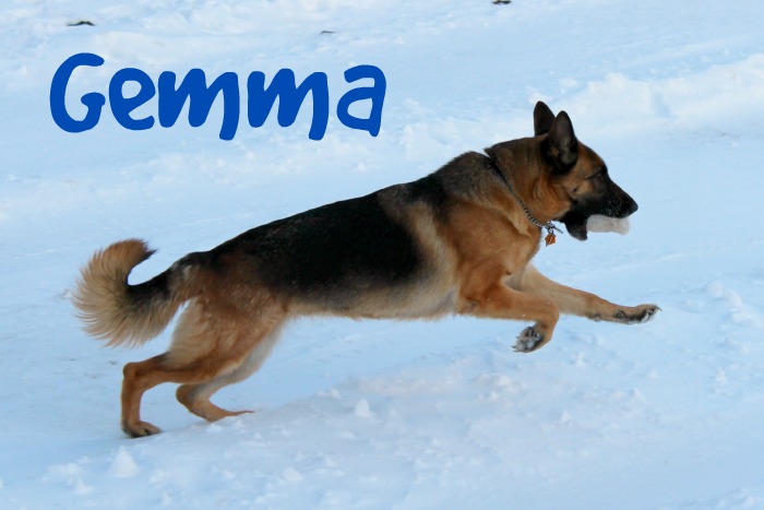 purina pro plan for german shepherd