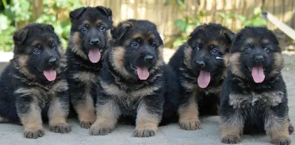 puppy, puppies, German Shepherd puppies