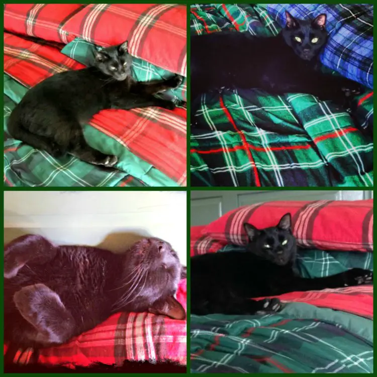 Black cat napping on bed after having been treated with Frontline®Plus for cats from @walmart