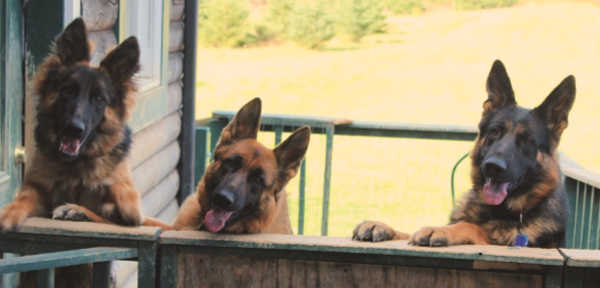 Three German Shepherd service dogs in training from Haven Kennels in Sherman, Maine