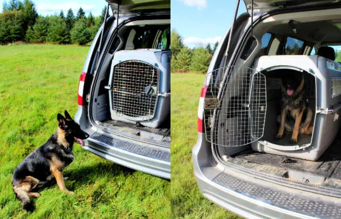 Trained German Shepherd Service Dog waiting to enter van