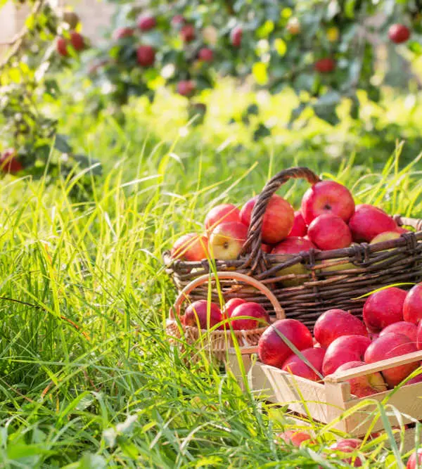 Basket of ripe apples under an apple tree. 