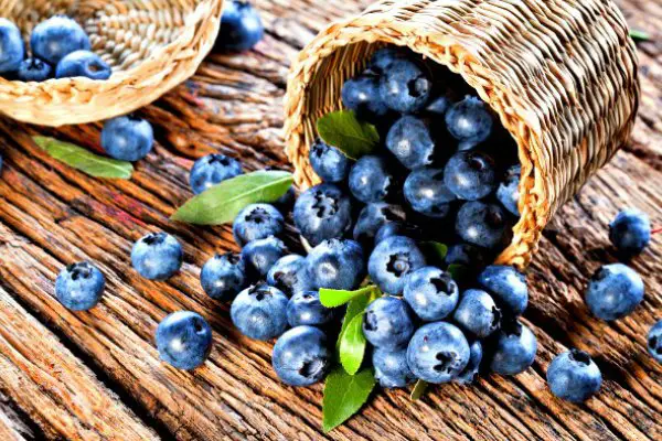 Maine Blueberries in an overturned basket on wood table
