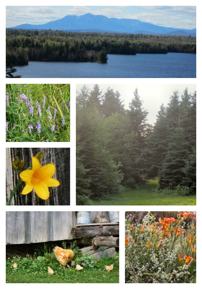 A collage of photos of the Maine Northwoods in the summer showing Maine wildflowers, Maine summer photos, Maine Northwoods, Mount Katahdin, Spruce trees, daylilies, vetch, buff orpington chickens and Mount Katahdin and Salmon Stream Lake near Sherman, Maine.