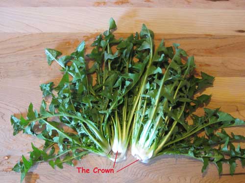 Dandelion diagram showing crown, Dandelions, dandelion, dandelion greens, steamed dandelions, sauteed dandelion, how to pick dandelion, how to cook dandelions