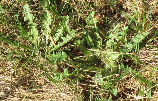 Dandelions, dandelion, dandelion greens, steamed dandelions, sauteed dandelion, how to pick dandelion, how to cook dandelions