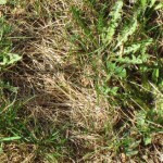Dandelions tucked amongst the dead grass on the lawn
